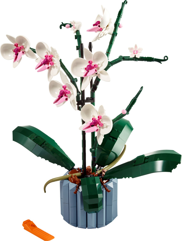 Orchidej