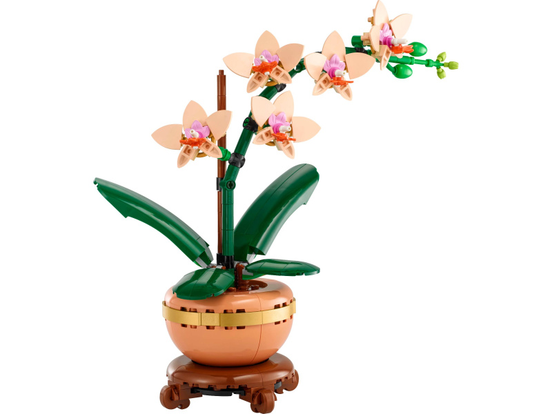 Miniaturní orchidej