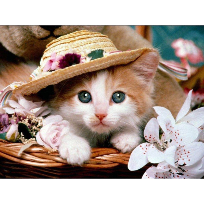 Diamantové malování Nevinné koťátko 40 x 50 cm